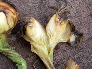 uploads/images/pest/onion fly.jpg